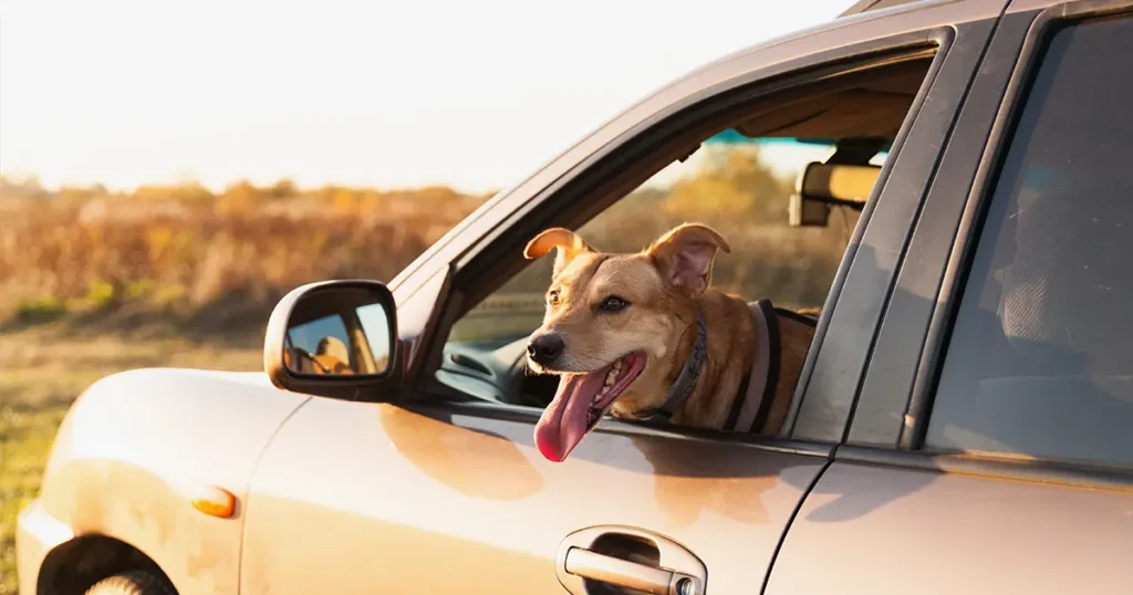 Best cars for dog owners: a happy tan dog leaning out the passenger window of a car at sunset