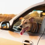 Best cars for dog owners: a happy tan dog leaning out the passenger window of a car at sunset